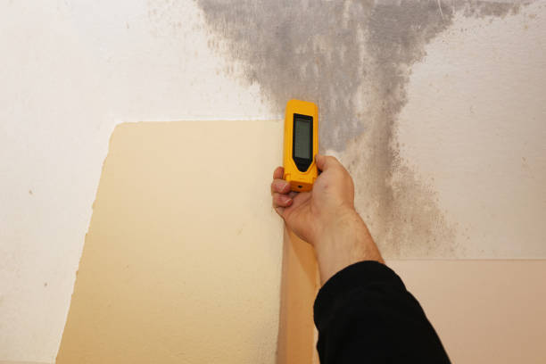 Best Asbestos and Lead Testing During Mold Inspection  in Pamplico, SC