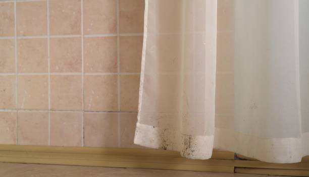 Best Attic Mold Removal  in Pamplico, SC