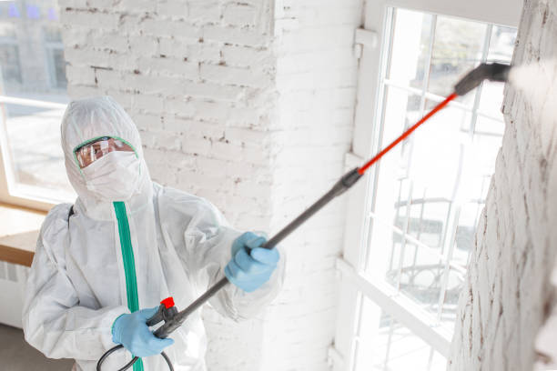Best Mold Removal for HVAC Installations  in Pamplico, SC
