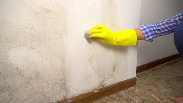 Best Mold Odor Removal Services  in Pamplico, SC