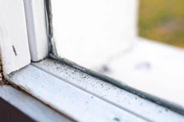 Best Environmental Consulting for Mold Prevention  in Pamplico, SC