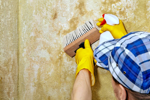 Best Residential Mold Inspection & Testing  in Pamplico, SC