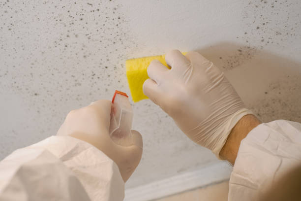 Mold Remediation for Vacation Homes in Pamplico, SC