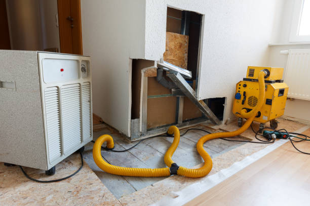 Professional Mold Removal in Pamplico, SC