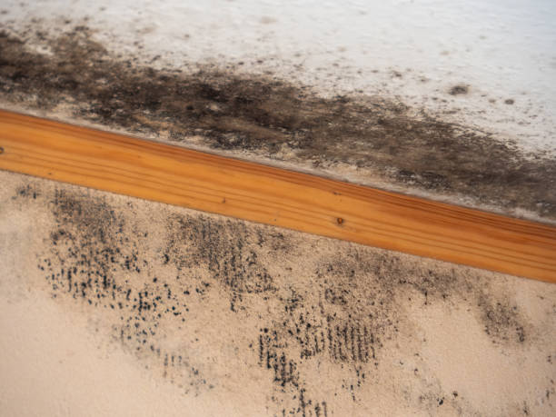 Best HVAC Mold Inspection and Cleaning  in Pamplico, SC