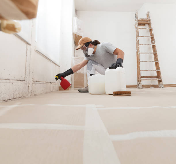 Best Black Mold Removal  in Pamplico, SC