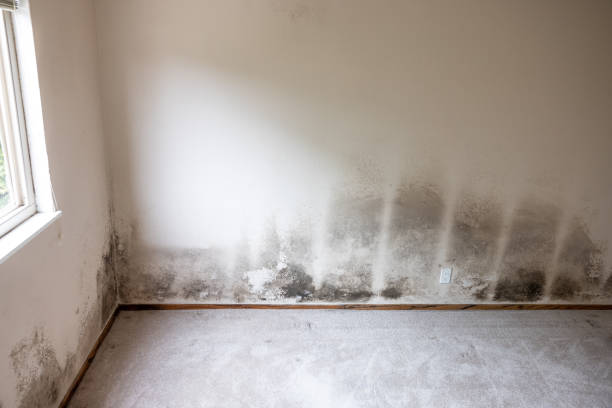 Best Airborne Mold Testing  in Pamplico, SC