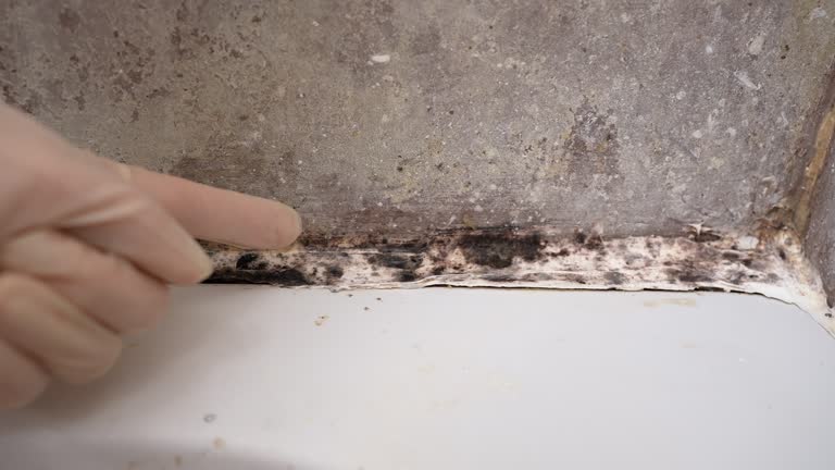 Best Post-Construction Mold Inspection  in Pamplico, SC