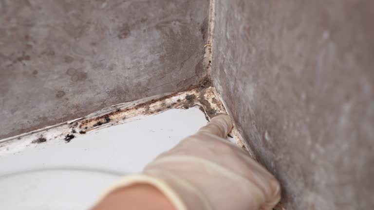 Best Real Estate Mold Inspection  in Pamplico, SC